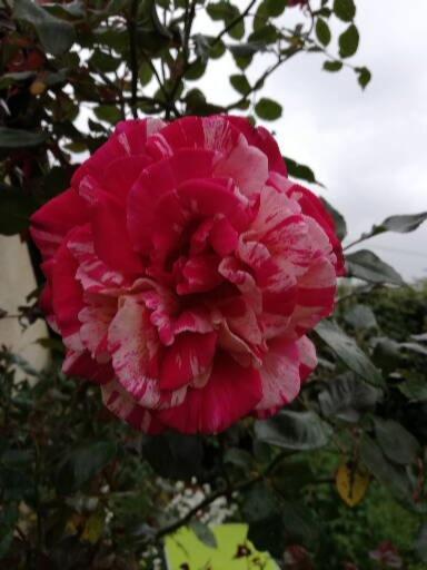 Villa Au Coeur Du Jardin La Boussac Esterno foto